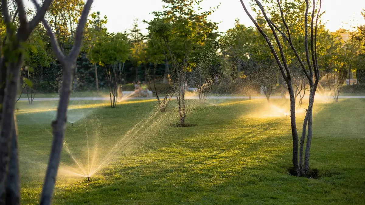Lawn sprinklers spraying in low sunrise light between young trees - Leak Detection in Des Plaines